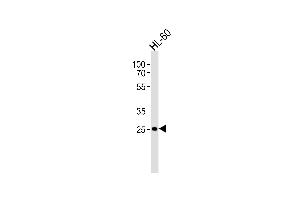 Western blot analysis of lysate from HL-60 cell line, using FCGR3B Antibody (N-term) (ABIN1944735 and ABIN2838560). (FCGR3B 抗体  (N-Term))