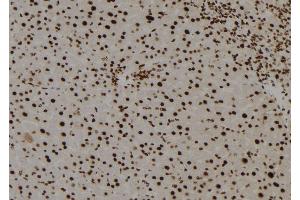 ABIN6278665 at 1/100 staining Mouse liver tissue by IHC-P. (TGIF2LY 抗体)