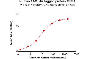 ELISA image for Fibroblast Activation Protein, alpha (FAP) (AA 30-760) protein (His tag) (ABIN7092782)
