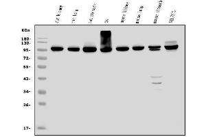 Western blot analysis of EEF2/Elongation factor 2 using anti-EEF2/Elongation factor 2 antibody (ABIN7603142).