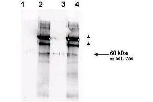 Affinity purified phospho-specific antibody to yeast Rad9 at pS1260 was used at a 1:200 dilution incubated overnight at 4° C to detect Rad9 by Western blot. (RAD9A 抗体  (pSer1260))