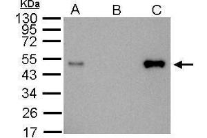 IP Image LDB1antibody immunoprecipitates LDB1 protein in IP experiments. (LIM Domain Binding 1 Protein 抗体)