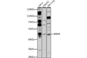 Western blot analysis of extracts of various cell lines, using WDR4 antibody (ABIN7271356) at 1:1000 dilution. (WDR4 抗体  (AA 20-250))