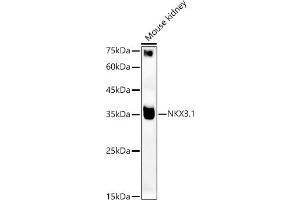 Western blot analysis of extracts of Mouse kidney, using NKX3. (NKX3-1 抗体)