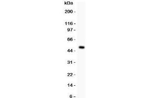 Western blot testing of MAD1 antibody and recombinant human protein (0.