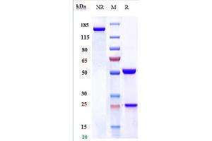 Anti-KIR3DL2 / CD158k Reference Antibody (lacutamab) on SDS-PAGE under reducing (R) condition.