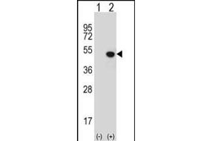 Western blot analysis of JMJD5 (arrow) using rabbit polyclonal JMJD5 Antibody (N-term) (ABIN654939 and ABIN2844581). (JMJD5 抗体  (N-Term))