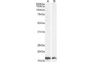 (ABIN184738) (2 μg/mL) staining of Rat (A) and Mouse (B) Brain lysates (35 μg protein in RIPA buffer).