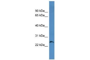 WB Suggested Anti-Cacng1 Antibody Titration:  0.