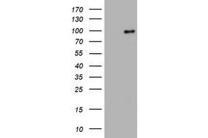 Image no. 5 for anti-Splicing Factor 3a, Subunit 1 (SF3A1) (AA 249-568) antibody (ABIN1491272) (SF3A1 抗体  (AA 249-568))