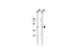 Lane 1: K562, Lane 2: CEM lysate at 20 µg per lane, probed with bsm-51104M ACTA1 (337CT30. (Actin 抗体)