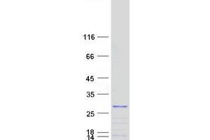 Western Blotting (WB) image for G Substrate (Gsbs) (Transcript Variant 1) protein (Myc-DYKDDDDK Tag) (ABIN2721517)