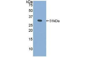 Western blot analysis of recombinant Human GLa. (GLA 抗体  (AA 147-371))