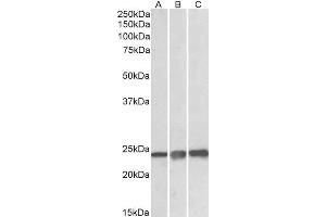 ABIN308466 (0. (Peroxiredoxin 1 抗体  (Internal Region))