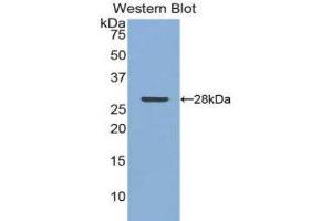 Western Blotting (WB) image for anti-Clusterin (CLU) (AA 228-449) antibody (ABIN1077937) (Clusterin 抗体  (AA 228-449))