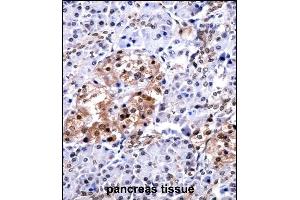 CUGBP1 Antibody (N-term) ((ABIN657957 and ABIN2846902))immunohistochemistry analysis in formalin fixed and paraffin embedded human pancreas tissue followed by peroxidase conjugation of the secondary antibody and DAB staining. (CELF1 抗体  (N-Term))