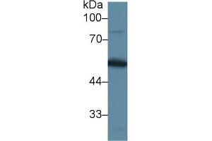 Western blot analysis of Mouse Testis lysate, using Mouse DBP Antibody (1 µg/ml) and HRP-conjugated Goat Anti-Rabbit antibody ( (Vitamin D-Binding Protein 抗体  (AA 395-473))