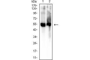 Western blot analysis using 5-hydroxyuridine mouse mAb against mouse serum (1) and rat serum (2) lysate. (5-Hydroxyuridine 抗体)