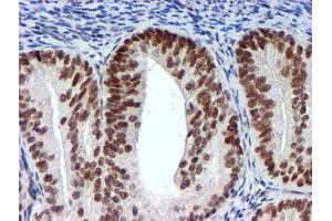 Image no. 7 for anti-Ubiquitin Specific Peptidase 7 (Herpes Virus-Associated) (USP7) antibody (ABIN1498592) (USP7 抗体)