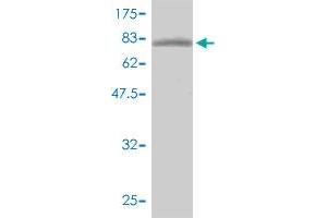 Western Blotting (WB) image for anti-General Transcription Factor IIH, Polypeptide 1, 62kDa (GTF2H1) (AA 1-548) antibody (ABIN561177)