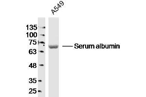 A549 lysates probed with Serum albumin Polyclonal Antibody, Unconjugated  at 1:300 dilution and 4˚C overnight incubation. (Albumin 抗体)