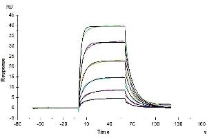 Surface Plasmon Resonance (SPR) image for Programmed Cell Death 1 Ligand 2 (PDCD1LG2) (AA 20-220) protein (His tag) (ABIN7275428)