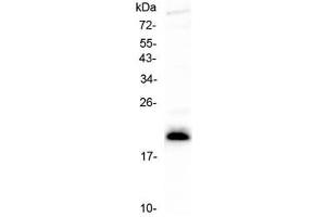 Western blot testing of human CCRF-CEM cell lysate with IL-27 antibody at 0. (IL27 抗体  (AA 29-243))