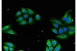 Immunofluorescence (IF) image for anti-Developmentally Regulated GTP Binding Protein 1 (DRG1) (AA 173-228) antibody (ABIN7149828)