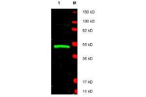 Western blot using  affinity purified anti-LDB1 antibody shows detection of LDB1 protein (arrowhead) in Jurkat whole cell lysate. (LIM Domain Binding 1 Protein 抗体  (AA 361-373))
