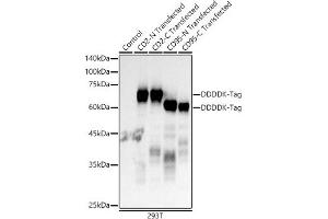 Western blot analysis of extracts of normal 293T cells, 293T transfected with CD2 Protein and 293T transfected with CD95 Protein, using Mouse anti DDDDK-Tag mAb antibody (ABIN3020558, ABIN3020559, ABIN3020560 and ABIN1512923) at 1:10000 dilution.