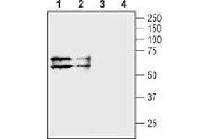 Western blot analysis of human HL-60 promyelocytic leukemia cell lysate (lanes 1 and 3) and human HT-29 colon adenocarcinoma cell lysate (lanes 2 and 4): - 1,2. (TAUT 抗体  (C-Term, Intracellular))