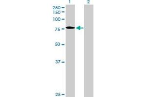 Western Blot analysis of SSX2IP expression in transfected 293T cell line by SSX2IP MaxPab polyclonal antibody. (SSX2IP 抗体  (AA 1-614))