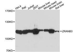 Western blot analysis of extracts of various cell lines, using ZRANB3 antibody. (ZRANB3 抗体  (AA 818-1077))