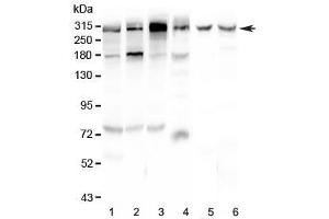 Western blot testing of human 1) HeLa, 2) U-87 MG, 3) HepG2, 4) 22RV1, 5) rat brain and 6) mouse brain lysate with M6PR antibody at 0. (IGF2R 抗体)
