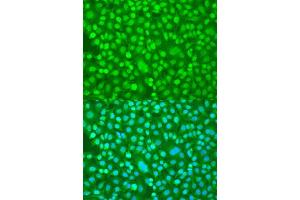 Immunofluorescence analysis of U2OS cells using PER1 antibody. (PER1 抗体  (AA 1-200))