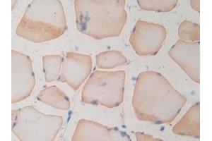 IHC-P analysis of Rat Skeletal muscle Tissue, with DAB staining. (RNASE3 抗体  (AA 33-155))
