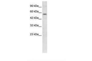 Image no. 3 for anti-V-Ets erythroblastosis Virus E26 Oncogene Homolog 1 (Avian) (ETS1) (AA 52-101) antibody (ABIN202532) (ETS1 抗体  (AA 52-101))