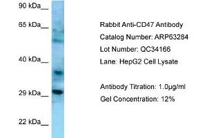 Western Blotting (WB) image for anti-CD47 (CD47) (N-Term) antibody (ABIN2789434) (CD47 抗体  (N-Term))