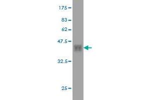 Western Blot detection against Immunogen (35. (HFE 抗体  (AA 115-205))