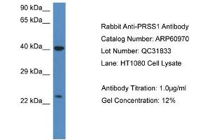 Western Blotting (WB) image for anti-Protease, serine, 1 (Trypsin 1) (PRSS1) (C-Term) antibody (ABIN2788637) (PRSS1 抗体  (C-Term))