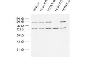 dilution: 1 : 1000 (ECL detection), sample: mouse brain homogenate (Neuroligin 3 抗体  (AA 608-722))
