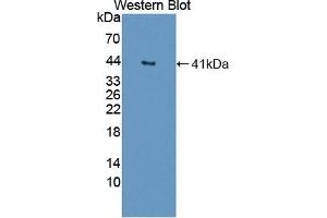 Detection of Recombinant DNASEII, Human using Polyclonal Antibody to Deoxyribonuclease II (DNASEII) (Deoxyribonuclease II (AA 19-360) 抗体)