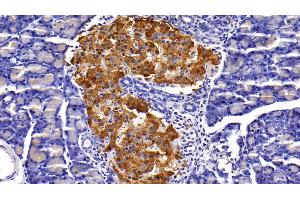 Detection of INS in Rat Pancreas Tissue using Polyclonal Antibody to Insulin (INS) (Insulin 抗体  (AA 25-110))