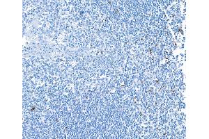 anti-Lymphocyte-Activation Gene 3 (LAG3) (AA 23-450) antibody