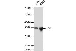 Western blot analysis of extracts of various cell lines, using NEK6 Rabbit mAb (ABIN7268916) at 1:1000 dilution. (NEK6 抗体)