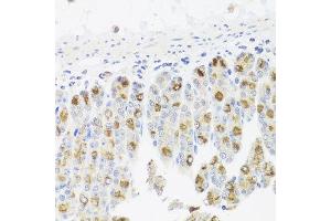 Immunohistochemistry of paraffin-embedded mouse stomach using CDC45 antibody at dilution of 1:100 (x40 lens). (CDC45 抗体)