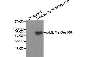 Western Blotting (WB) image for anti-Mdm2, p53 E3 Ubiquitin Protein Ligase Homolog (Mouse) (MDM2) (pSer166) antibody (ABIN1870422) (MDM2 抗体  (pSer166))