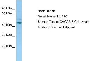 Western Blotting (WB) image for anti-Leukocyte Immunoglobulin-Like Receptor, Subfamily A (Without TM Domain), Member 3 (LILRA3) (C-Term) antibody (ABIN2790113)