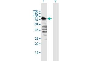 Western Blotting (WB) image for anti-Transducin-Like Enhancer of Split 1 (E(sp1) Homolog, Drosophila) (TLE1) (AA 1-770) antibody (ABIN520951)