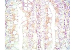 Mouse intestine tissue was stained by Rabbit Anti-PYY (3-36) (Human) Serum (Peptide YY 抗体  (AA 3-36))